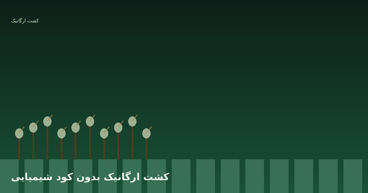 کشت ارگانیک برنج بدون کود شیمیایی: راهنمای جامع افزایش بازده