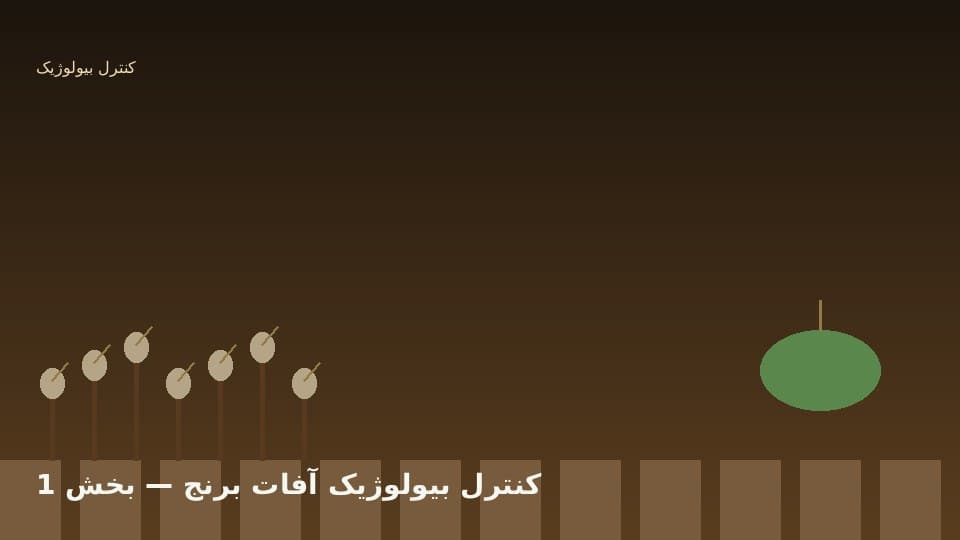 آفات اصلی در مزرعه برنج شمال ایران