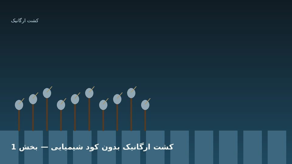 چرا کشاورزان به سمت برنج بدون کود شیمیایی میروند؟