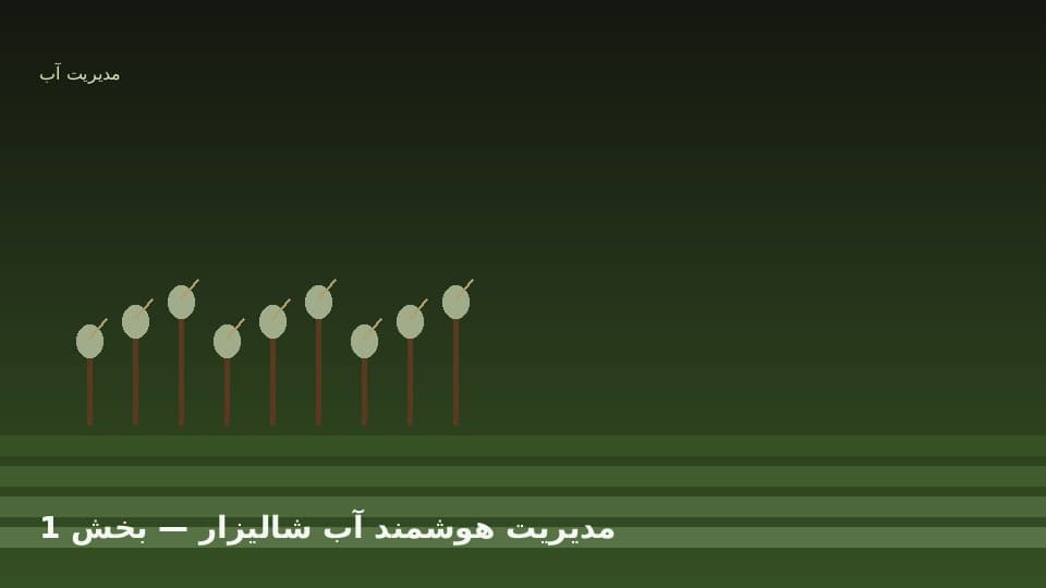 چالش کمآبی و مصرف آب در برنجکاری